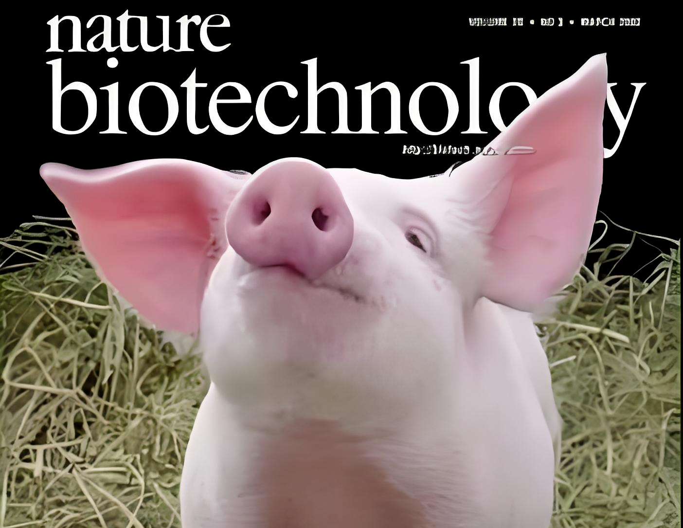 猪肾移植试验启动！等待器官的漫长岁月或将终结