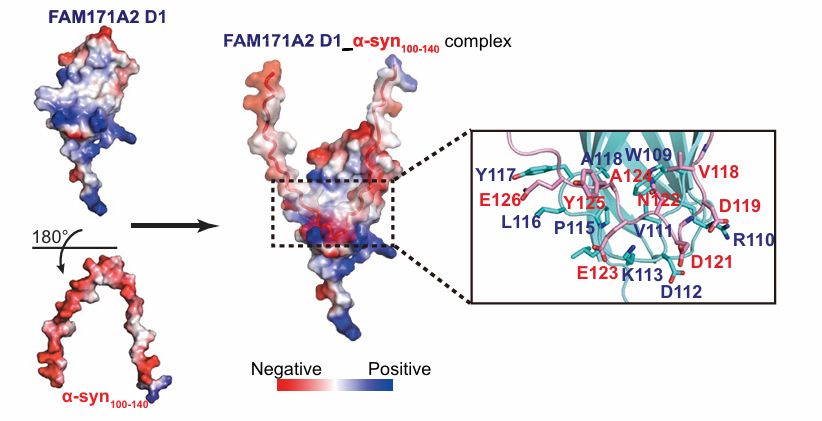 全球首次！中国科学家破解帕金森病”死亡密码”，数千万患者迎来新曙光