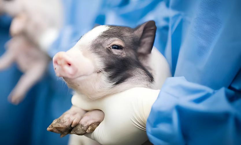 异种移植再登Nature：世界首例！我国学者将基因编辑的猪肝脏移植到人体内